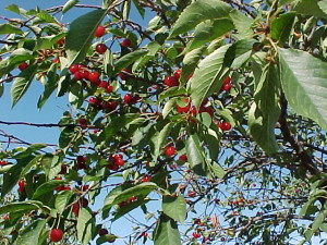 cherry_tree