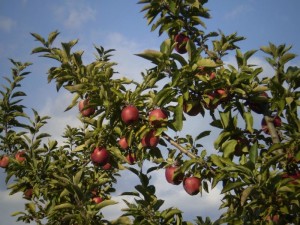 Apple_tree_5373814_std