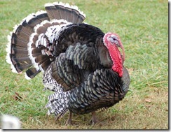 turkey
