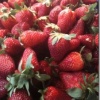 Farmers Market