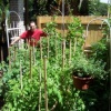 Planting my Garden